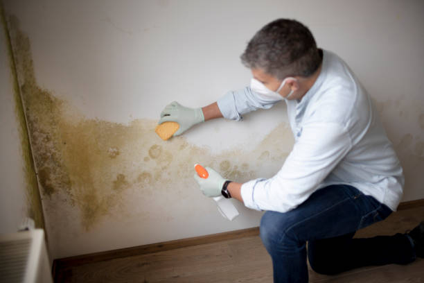 Best Mold Odor Removal Services  in Maytown, PA