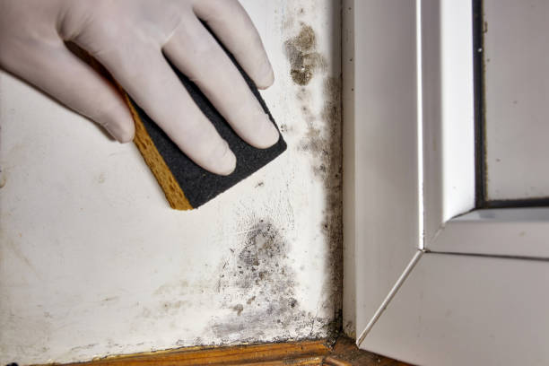 Mold Removal for HVAC Installations